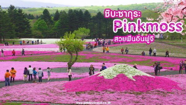 ชิบะซากุระ : Pinkmoss จังหวัดยามานาชิ สวยฟินอินฟูจิ