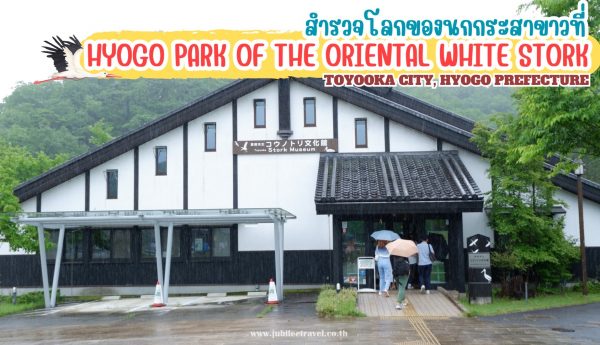 สำรวจโลกของนกกระสาขาวที่ Hyogo Park of the Oriental White Stork เมืองโทโยโอกะ จังหวัดเฮียวโงะ